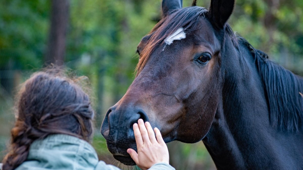 A person and horse building a connection through touch.